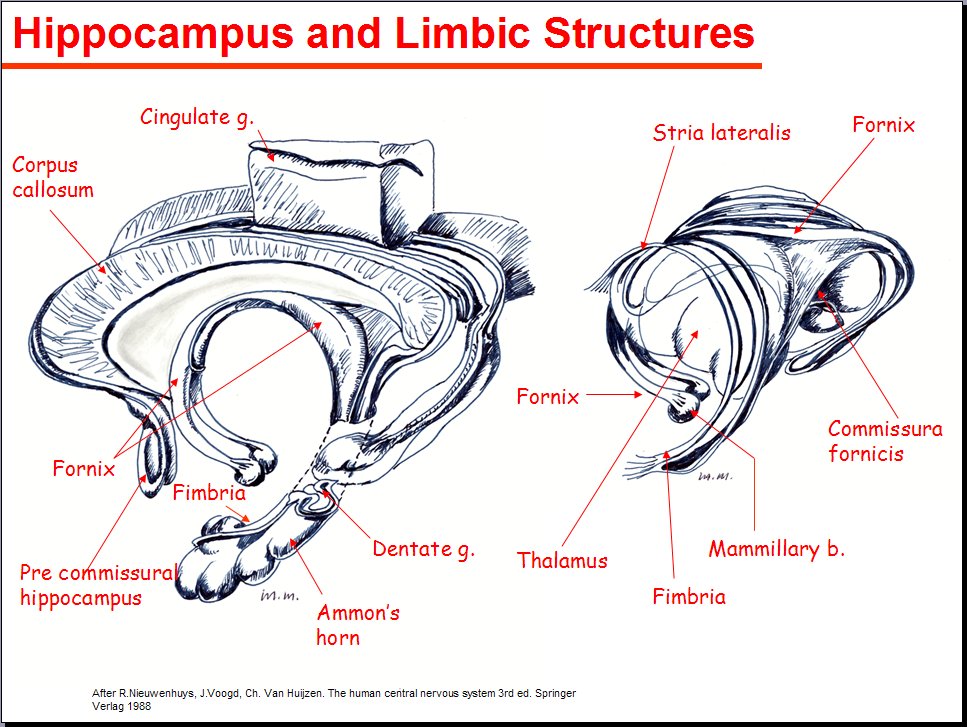 Salamons Neuroanatomy And Neurovasculature Web Atlas Resource